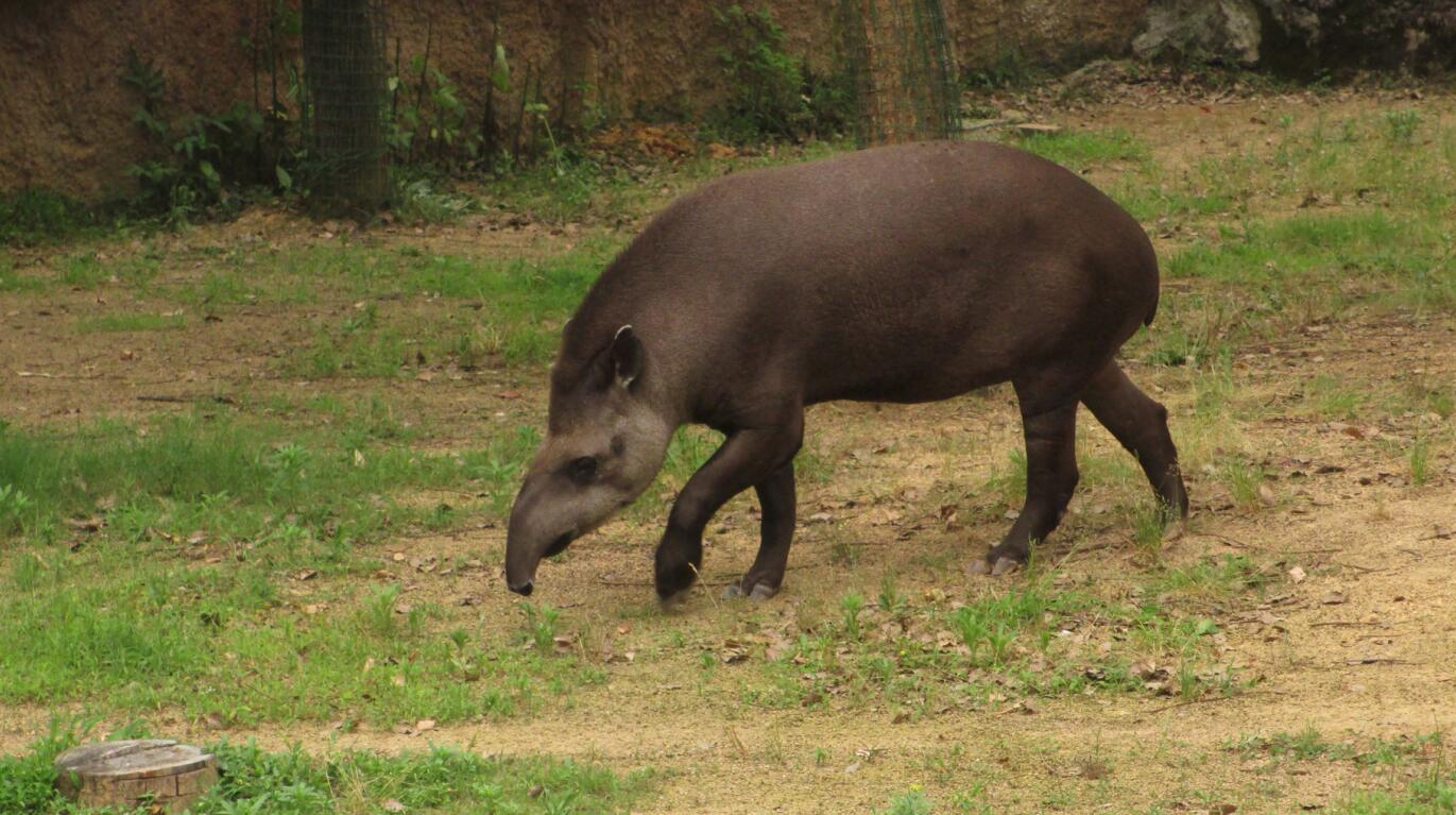 Brazilian tapir
