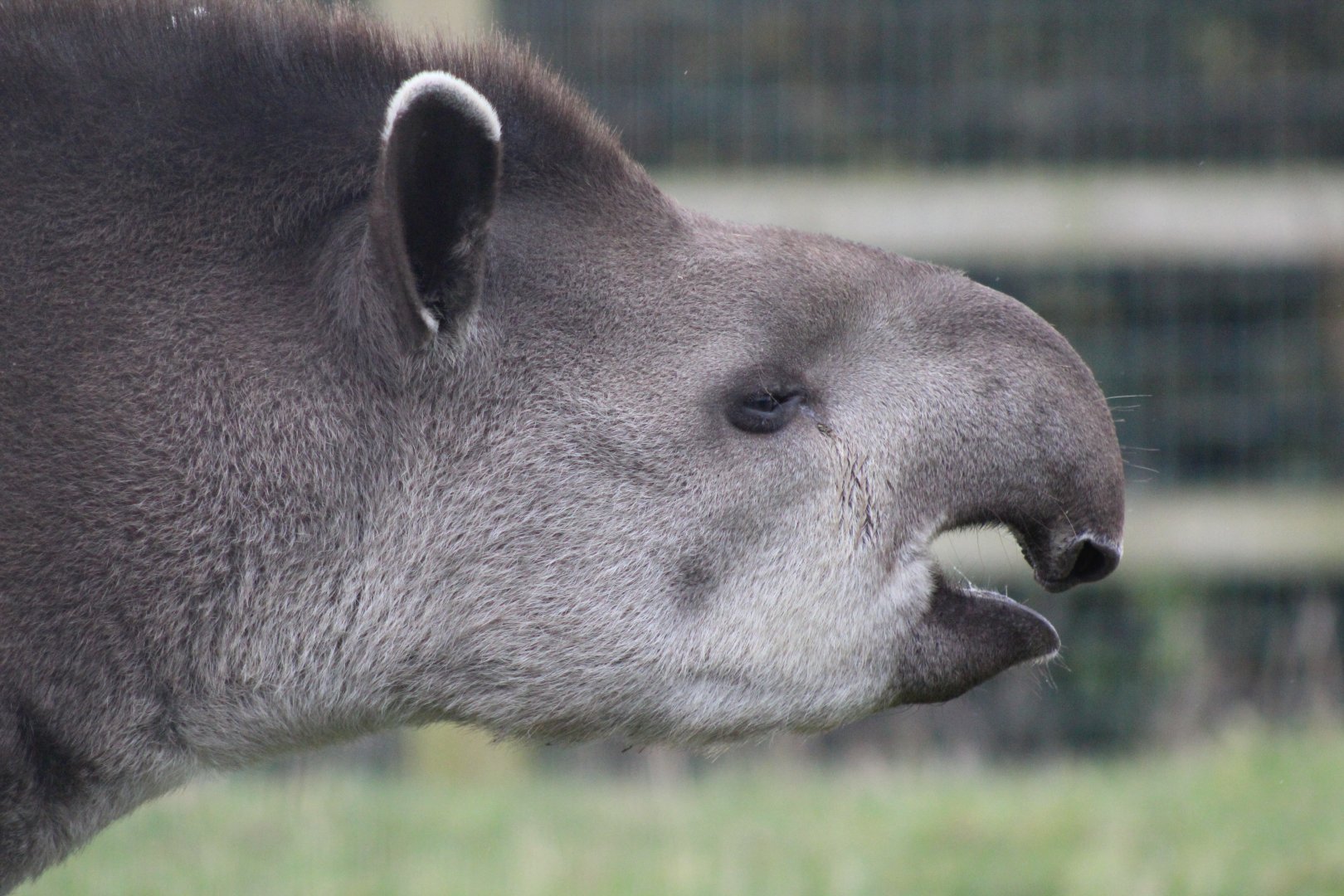 Brazilian Tapir