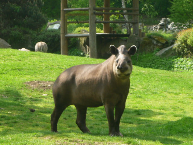 Brazilian Tapir