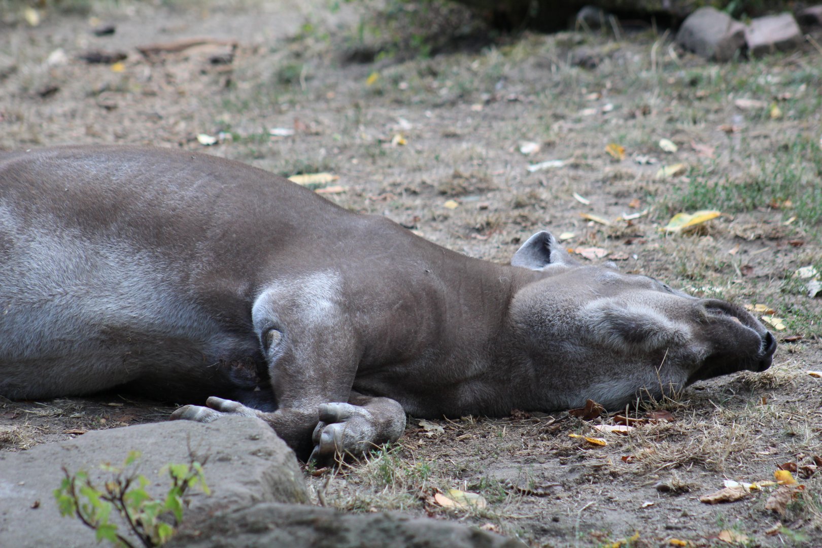 Brazilian Tapir