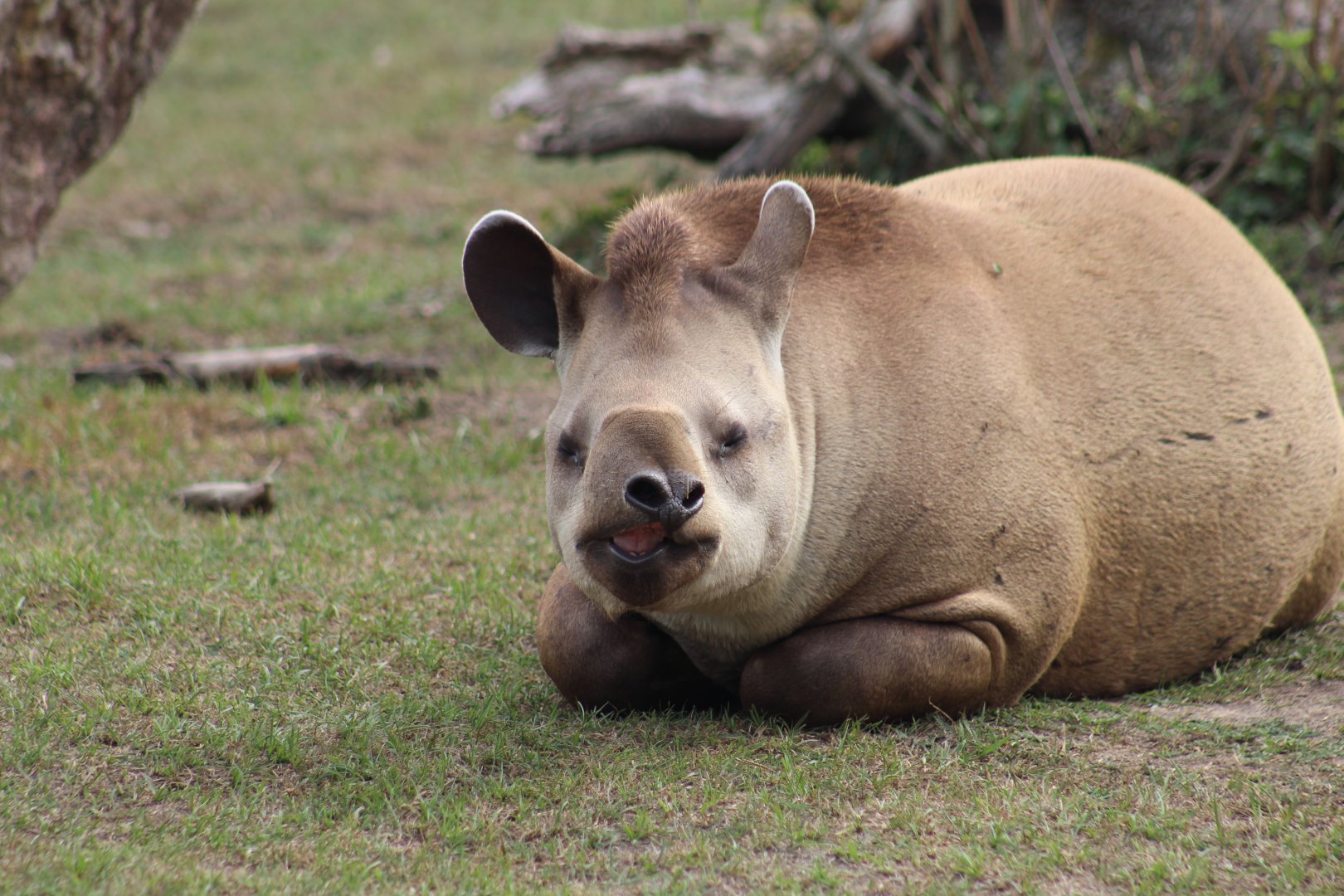 Brazilian Tapir