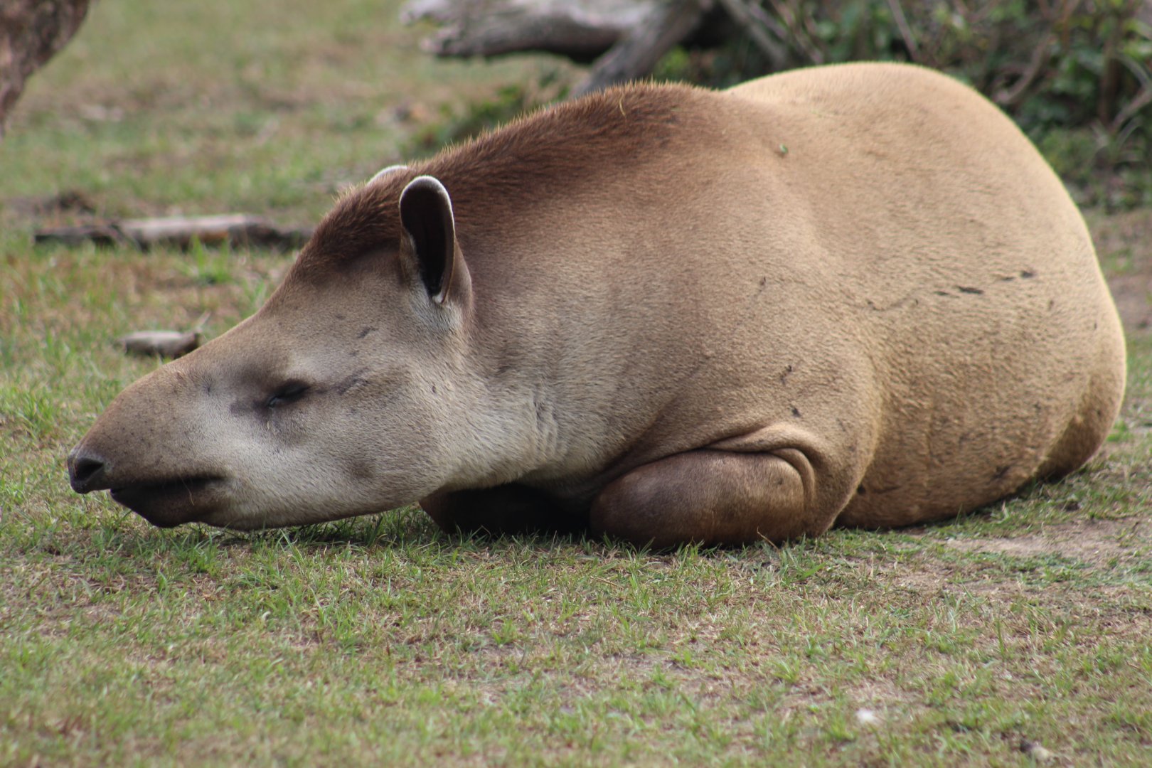 Brazilian Tapir