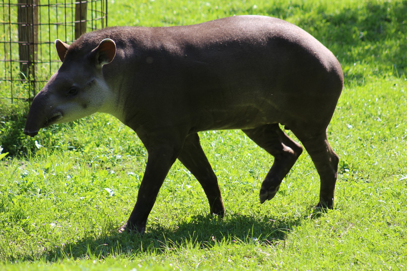 Brazilian Tapir