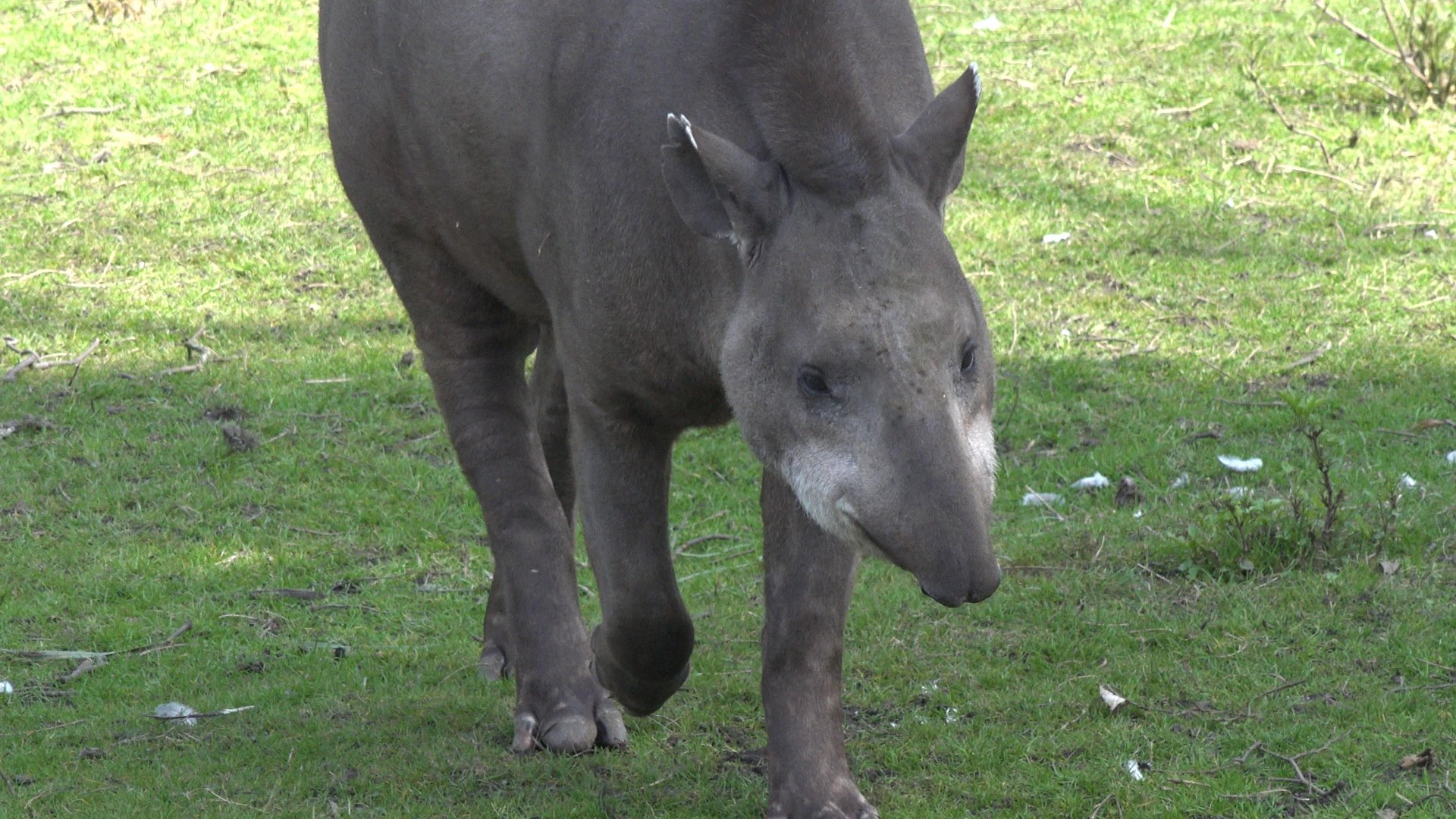 Brazilian Tapir