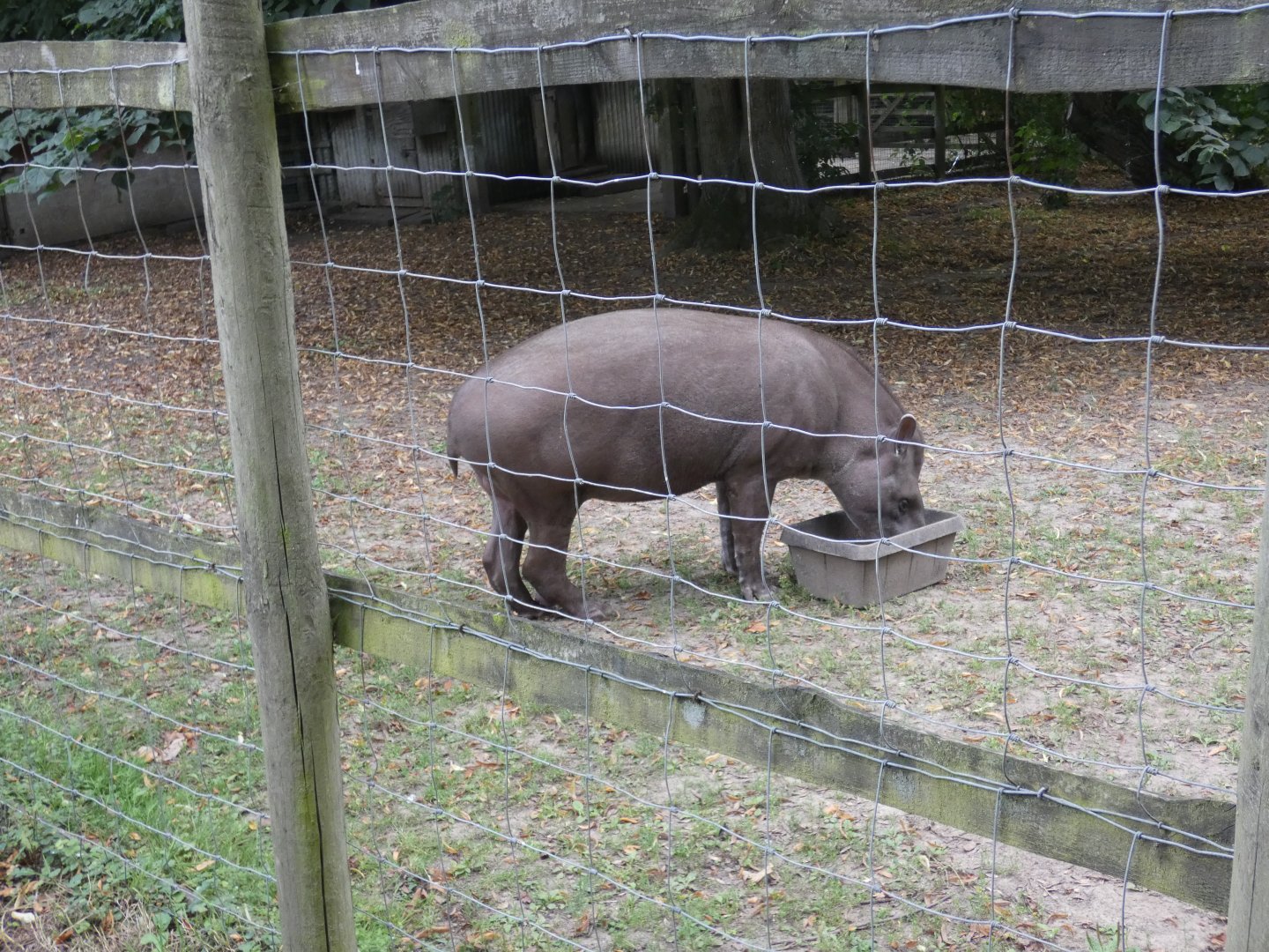 Brazilian Tapir