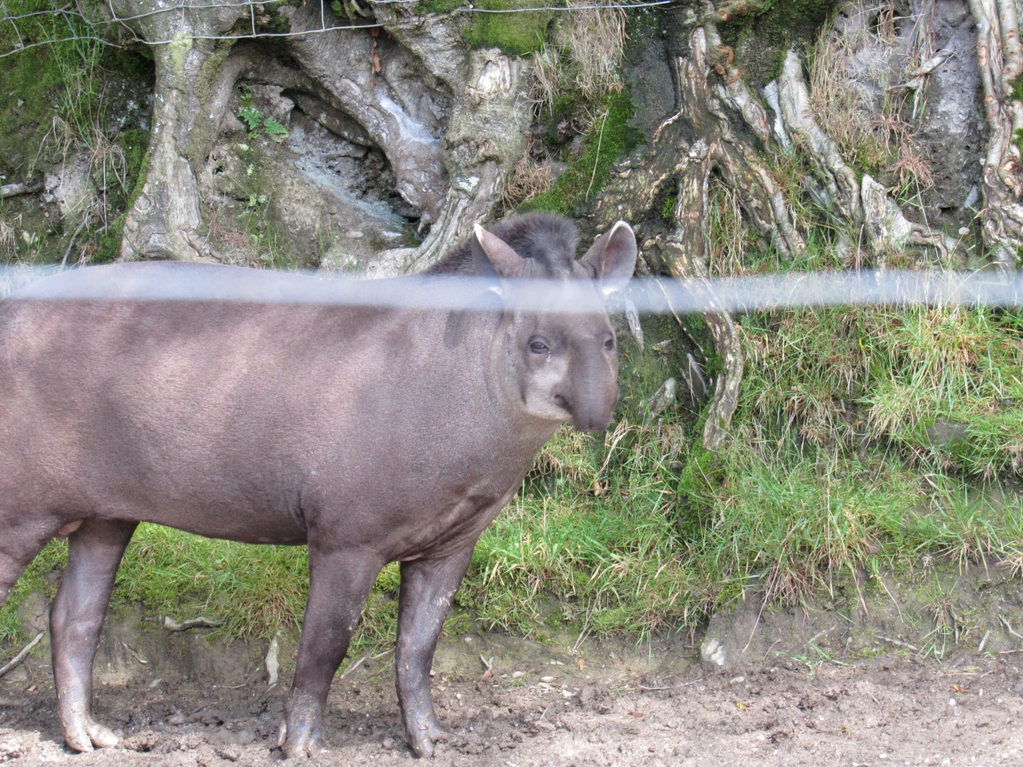 Brazilian Tapir