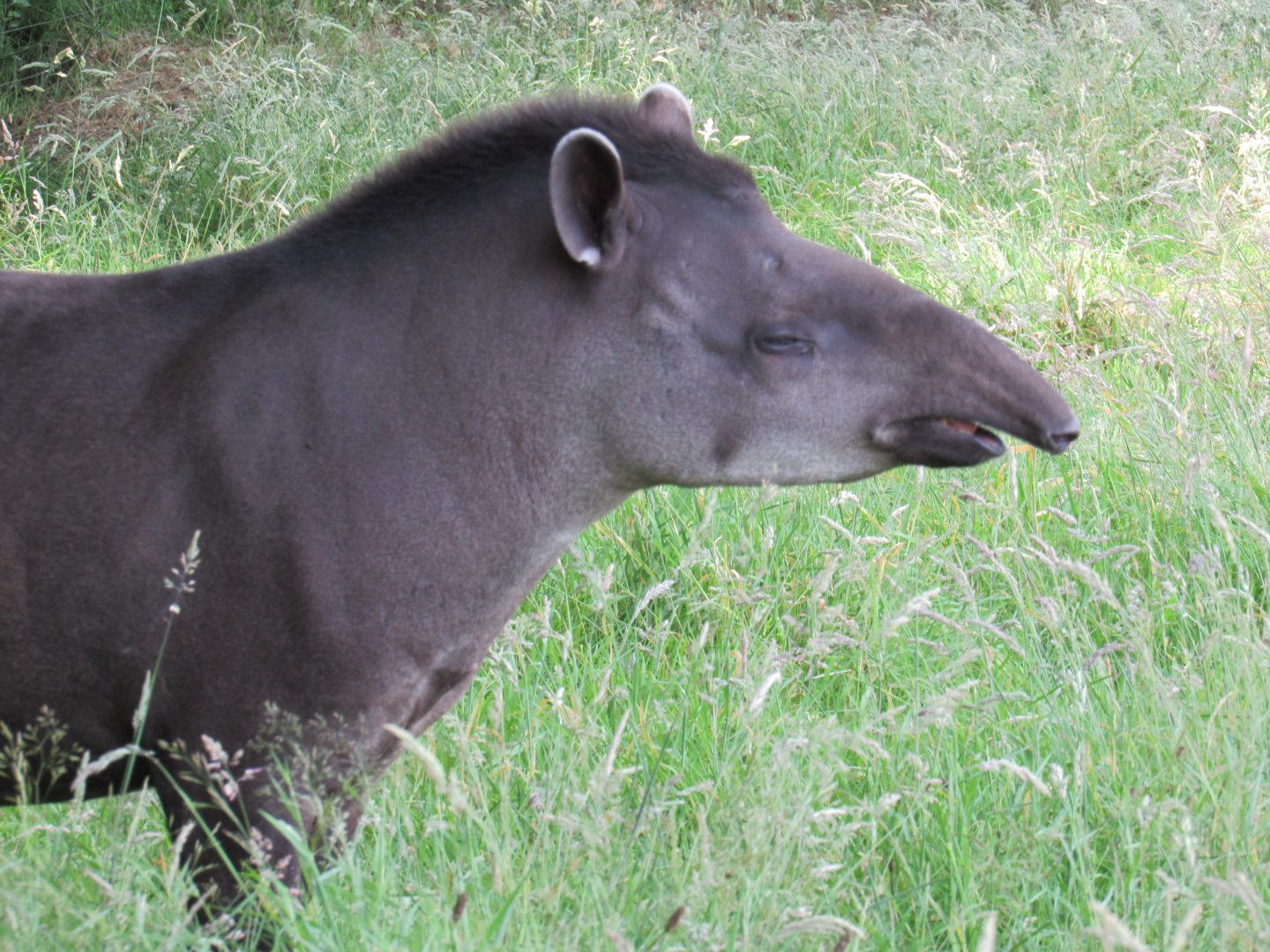 Brazilian Tapir