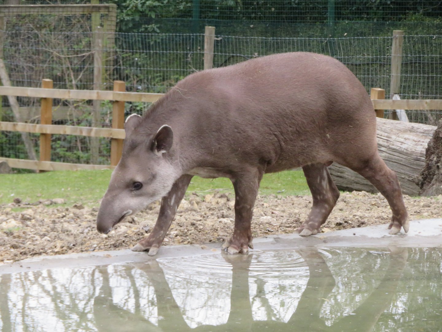 Brazilian tapir