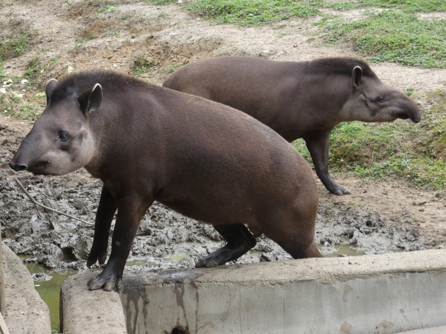 Brazilian tapir