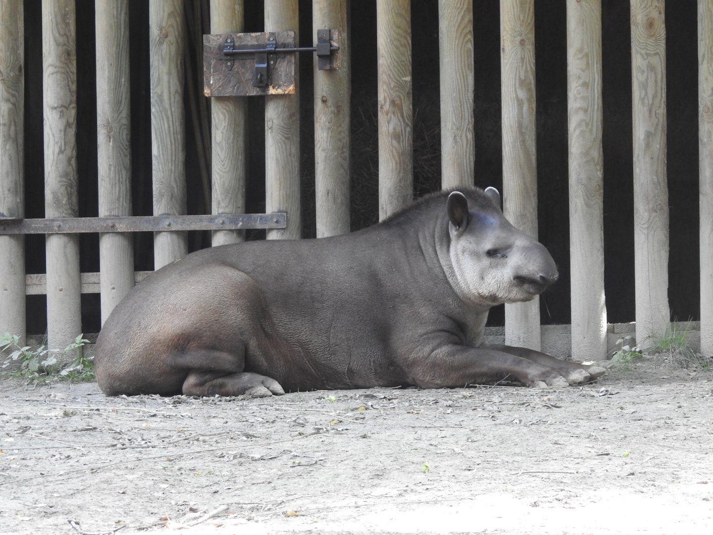 Brazilian tapir