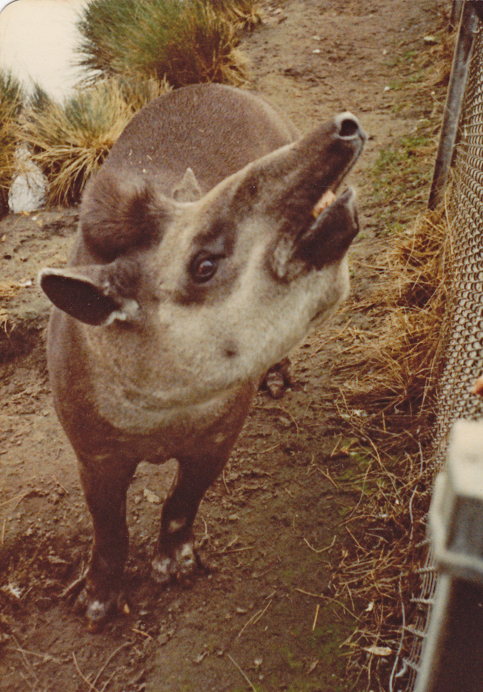 Brazilian Tapir
