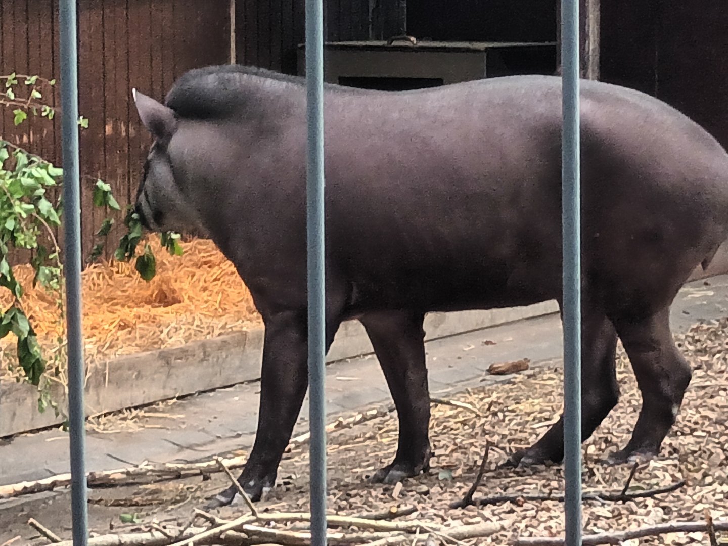 Brazilian Tapir