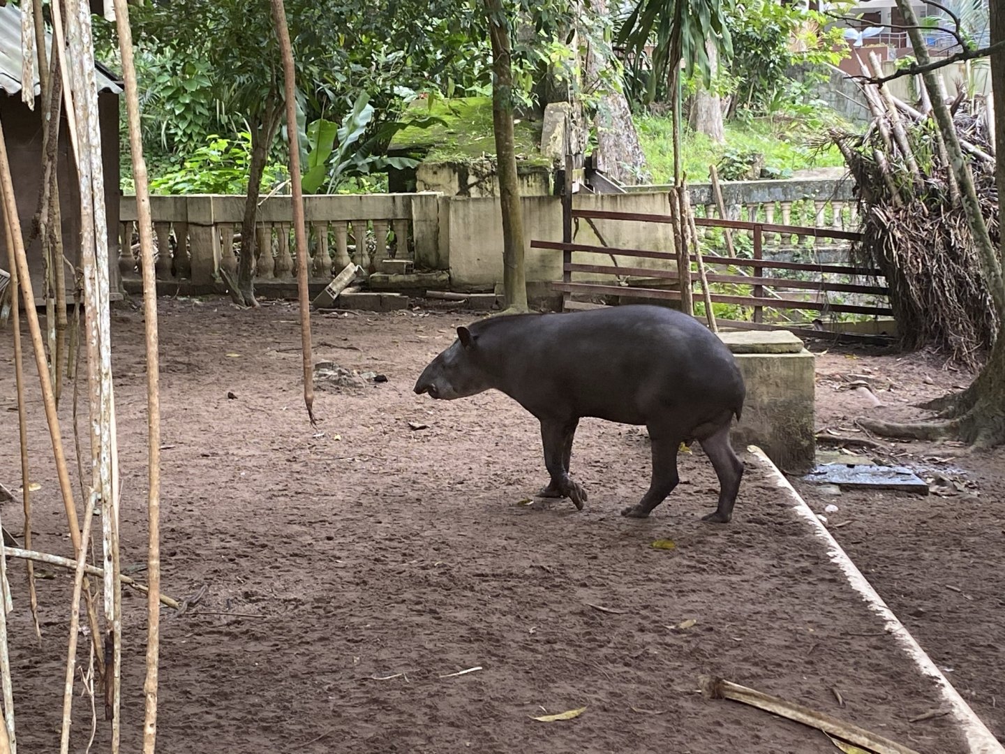 Brazilian Tapir