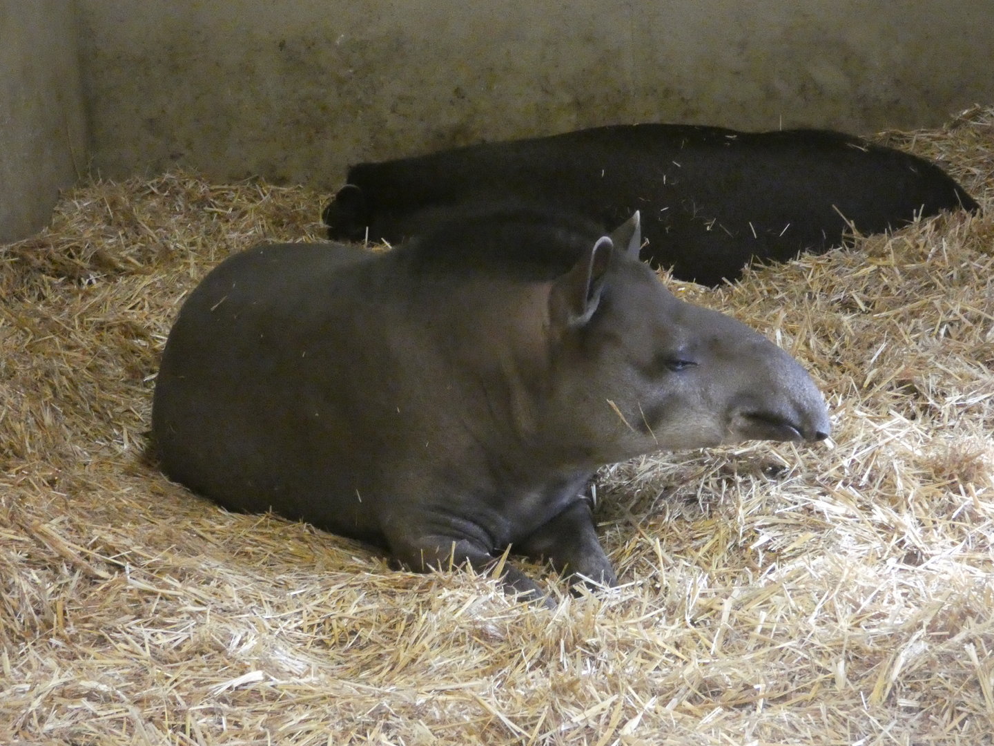 Brazilian tapir