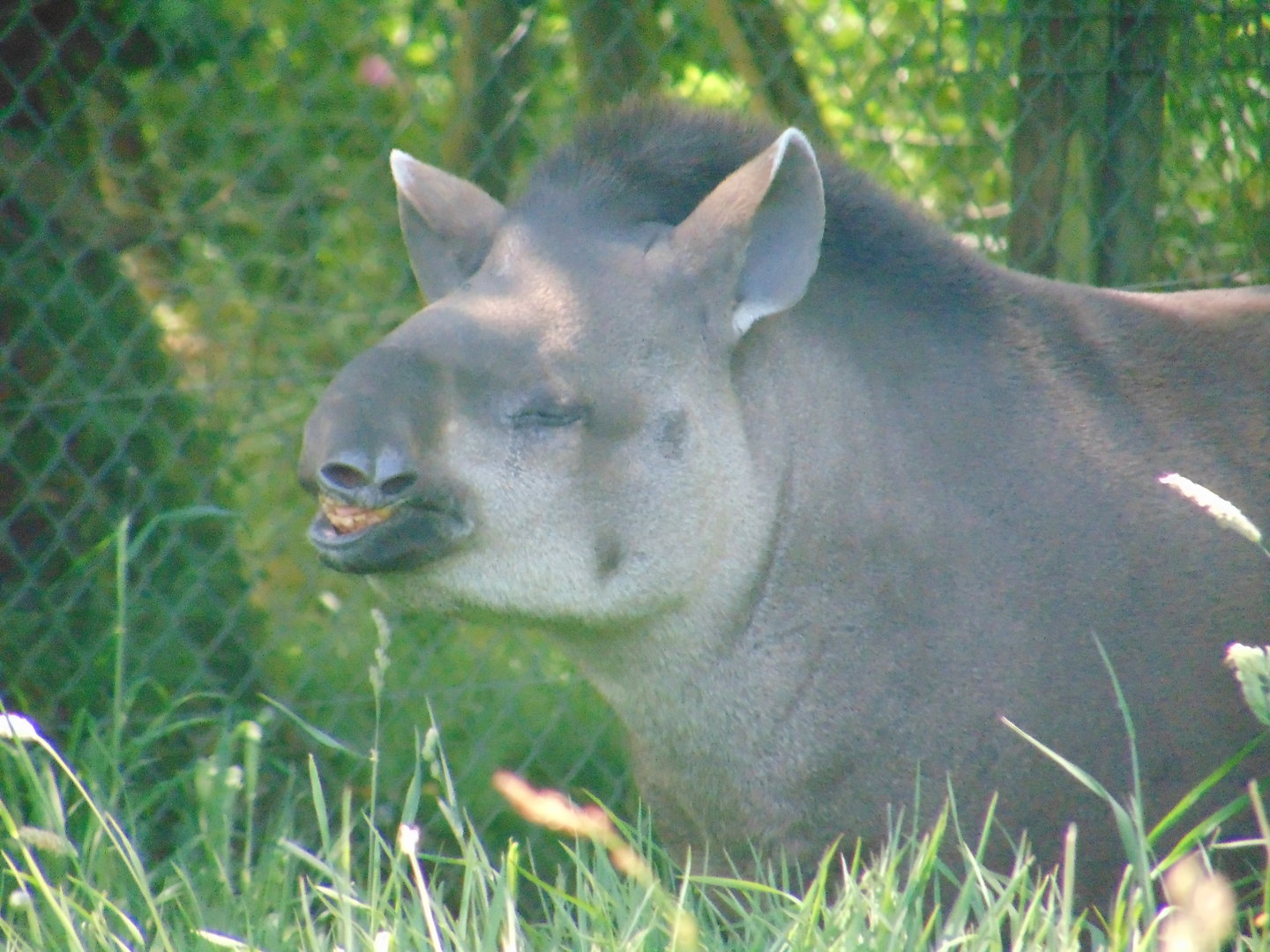 Brazilian Tapir
