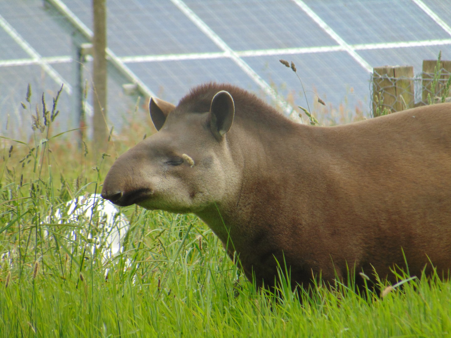 Brazilian Tapir