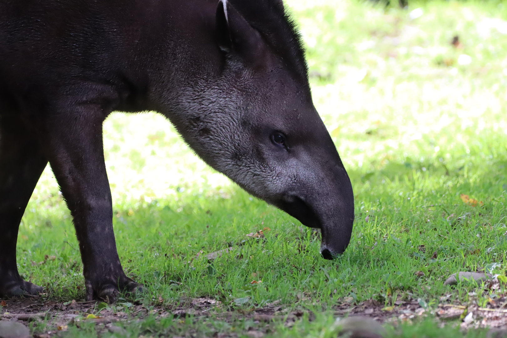 Brazilian Tapir
