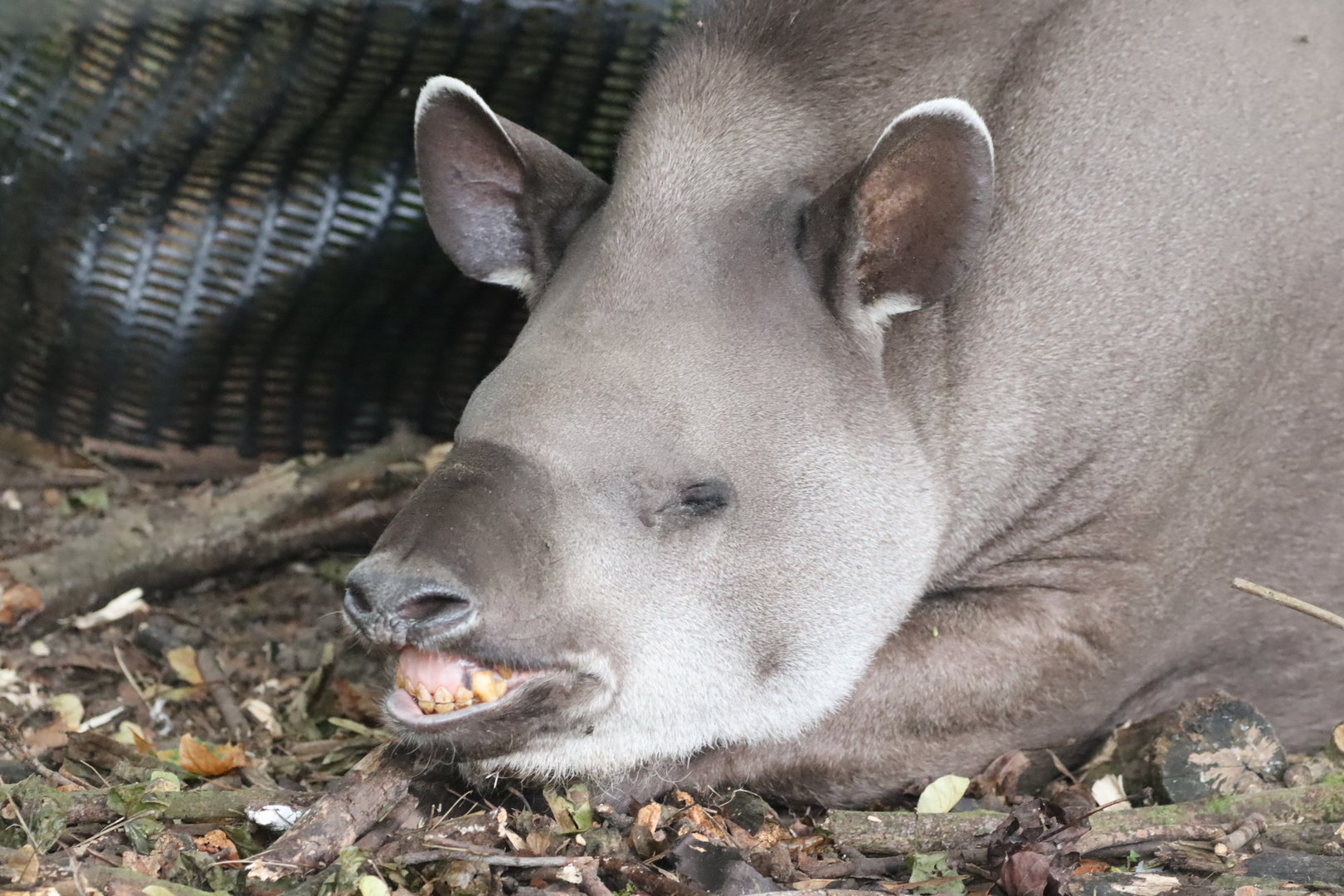 Brazilian Tapir