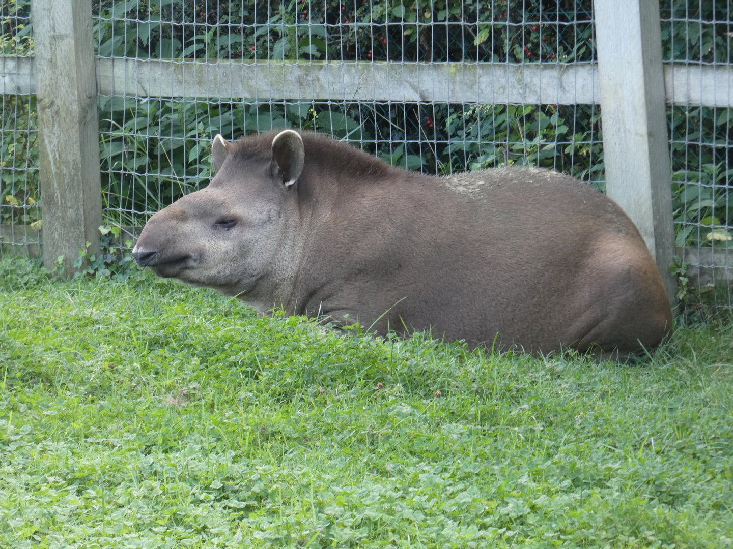Brazilian tapir