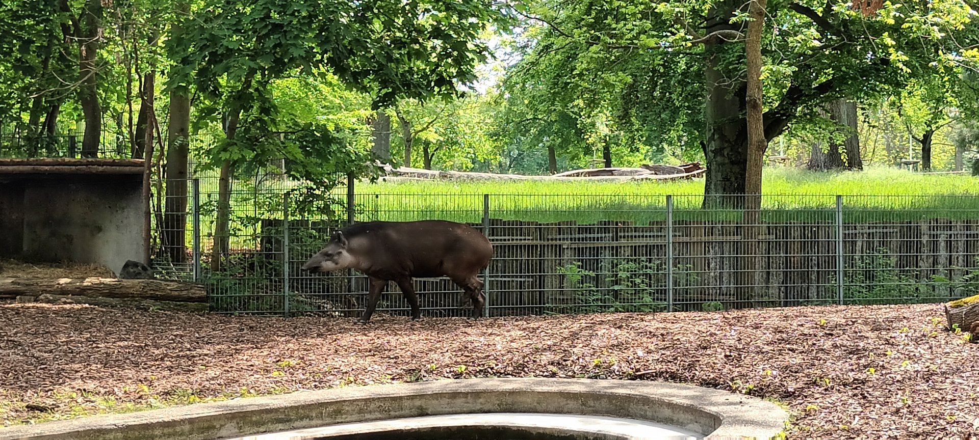 Brazilian Tapir