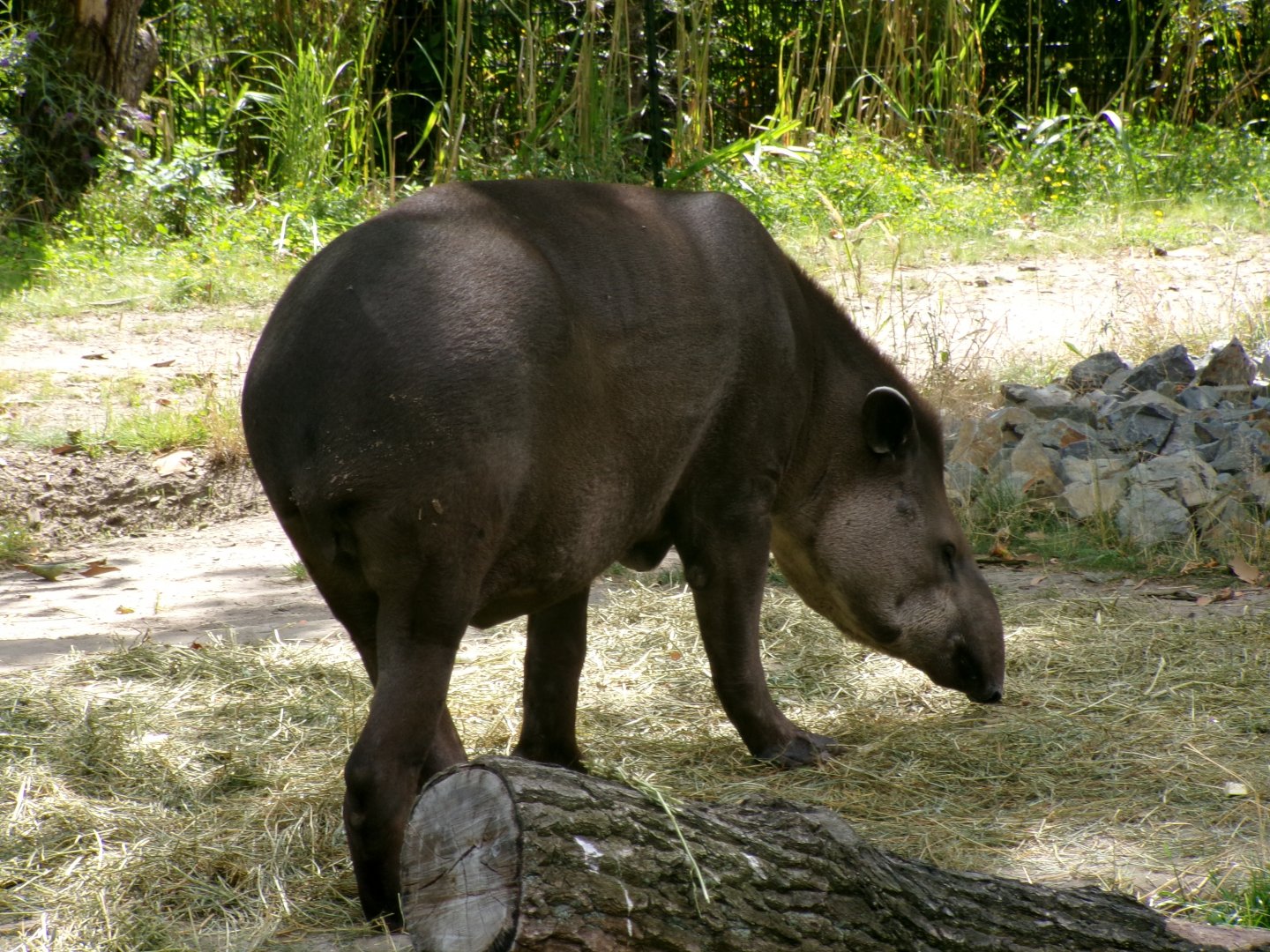 Brazilian tapir