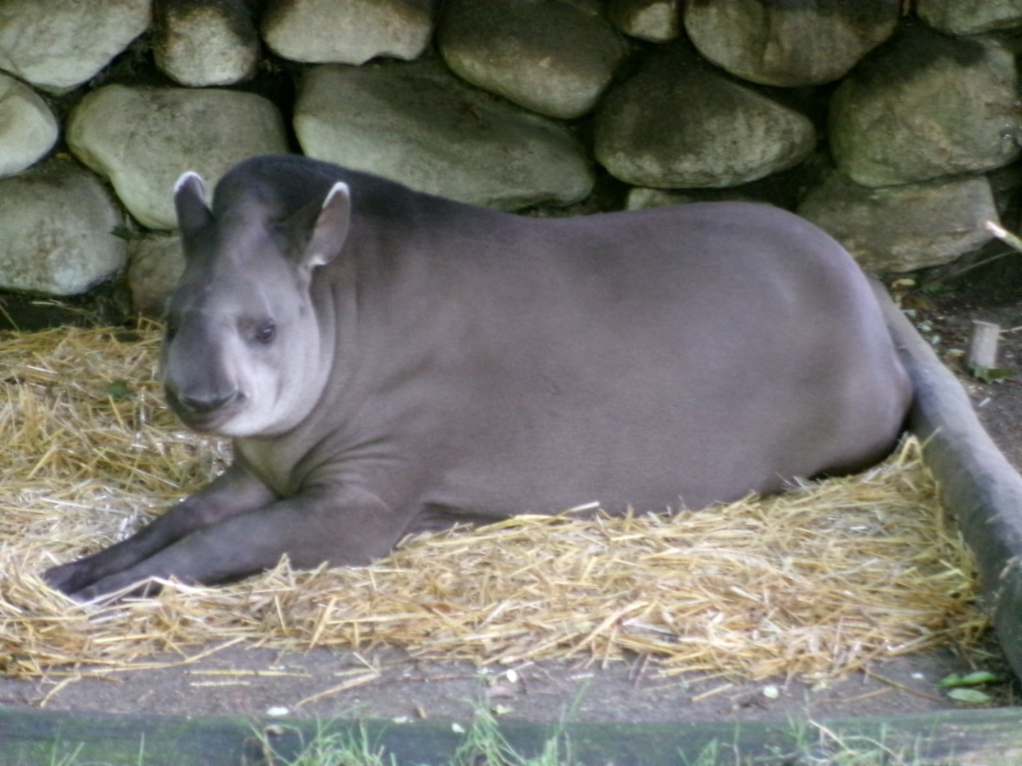 Brazilian tapir