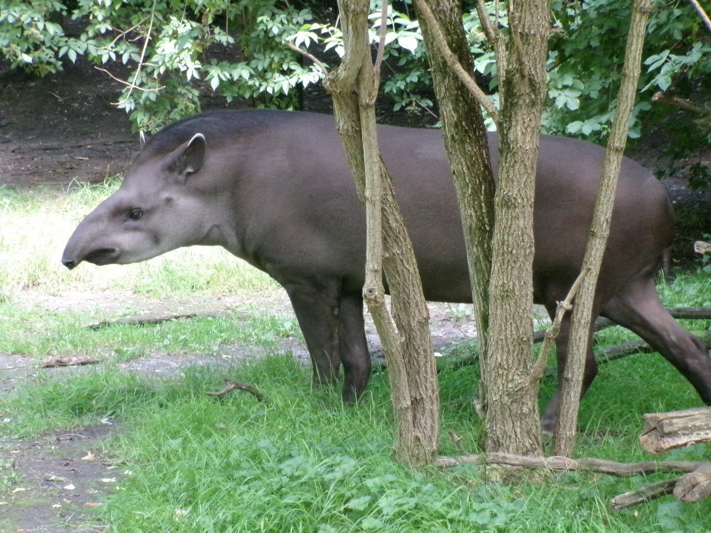 Brazilian tapir