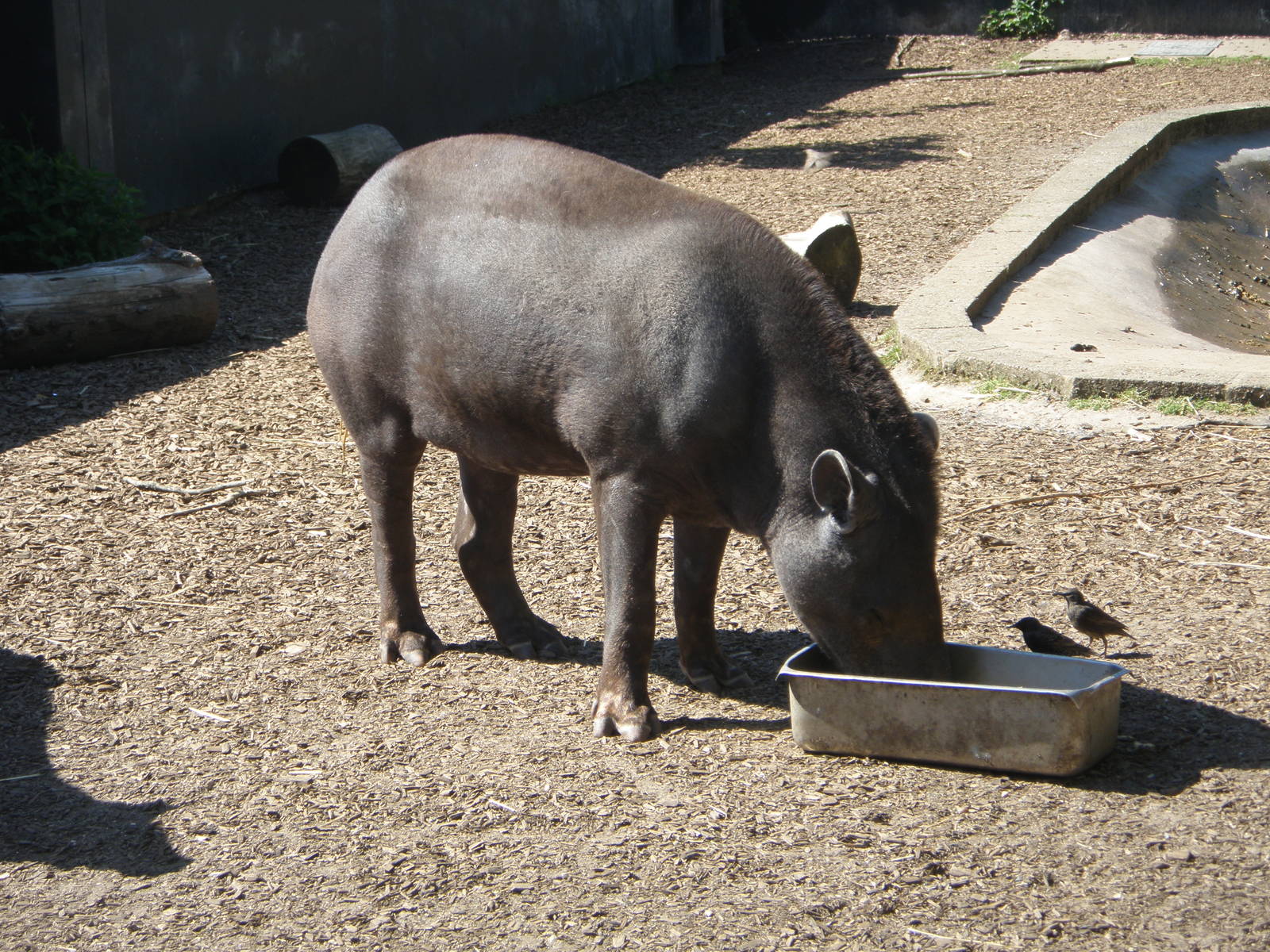 Brazilian Tapir