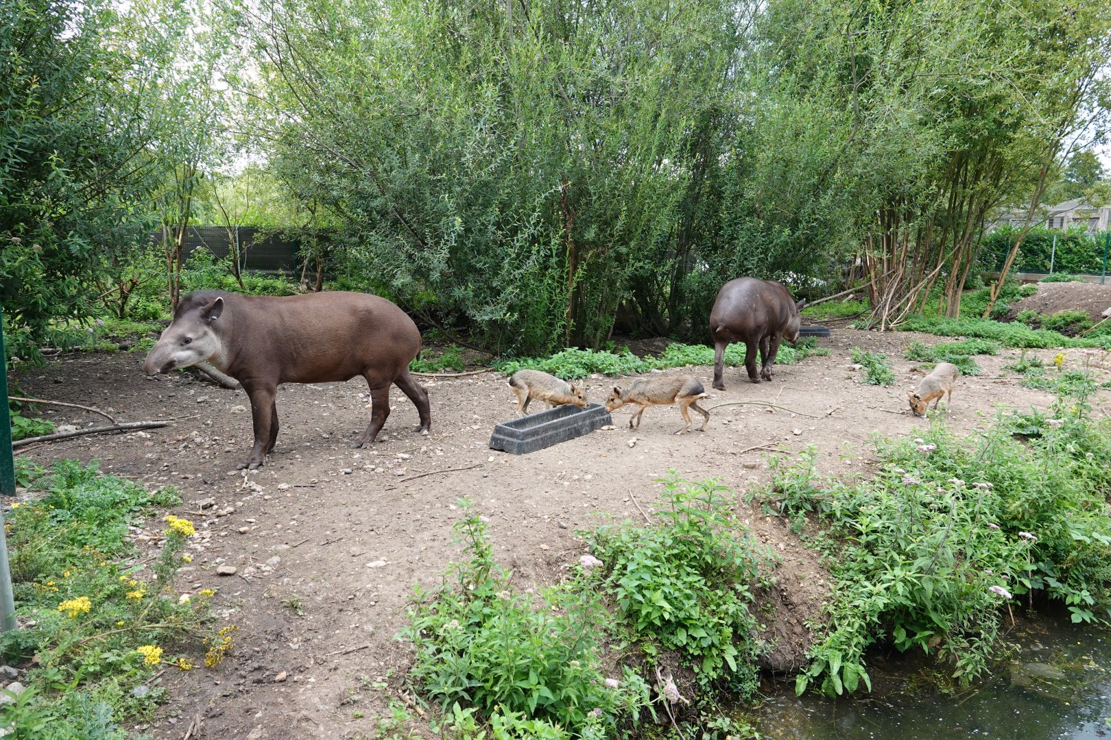 Brazilian tapir