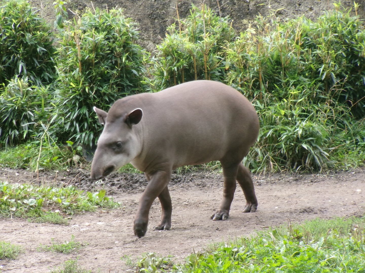 Brazilian tapir