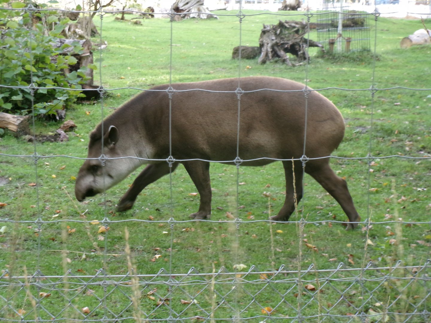 Brazilian tapir