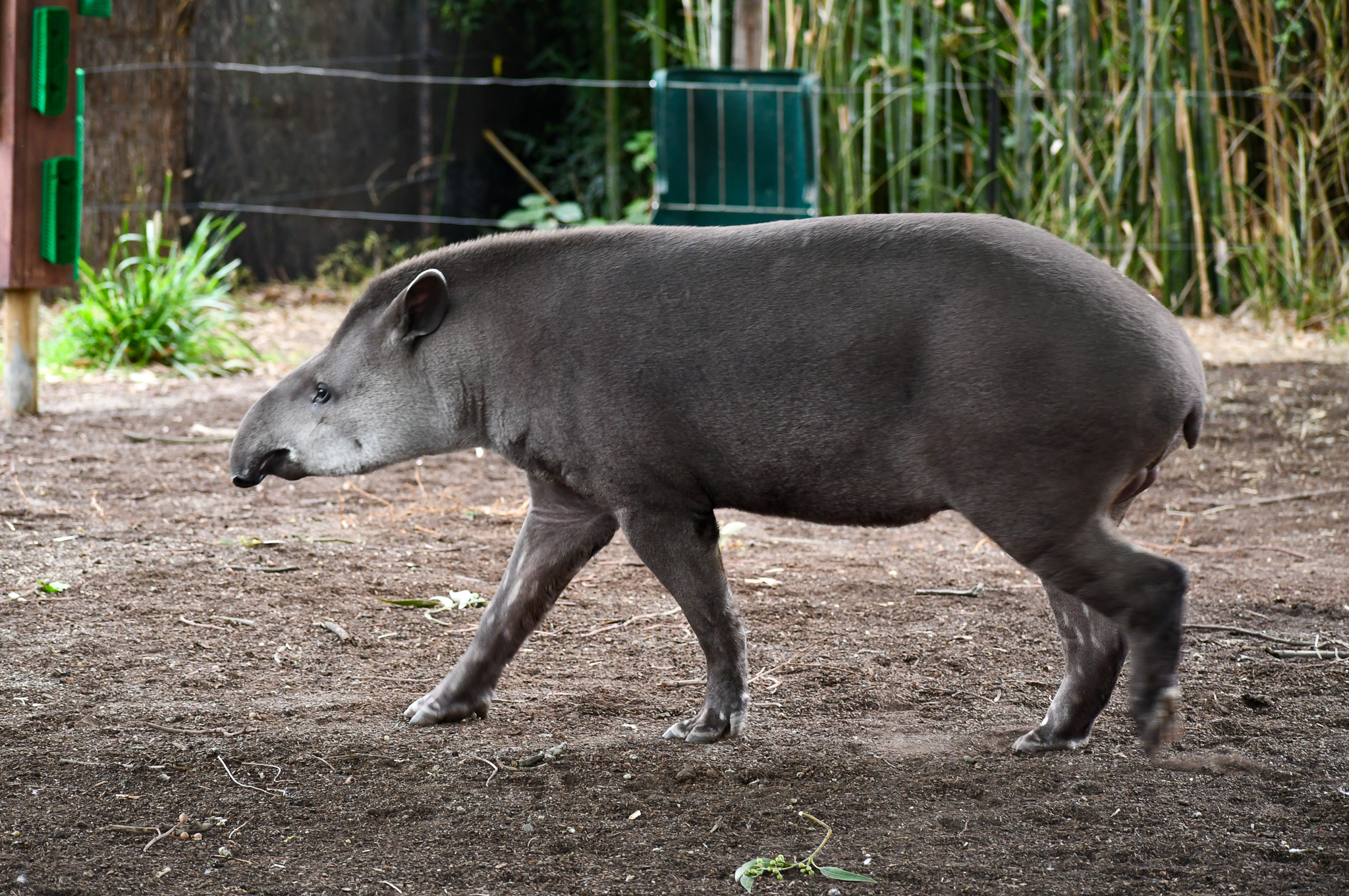 Brazilian Tapir