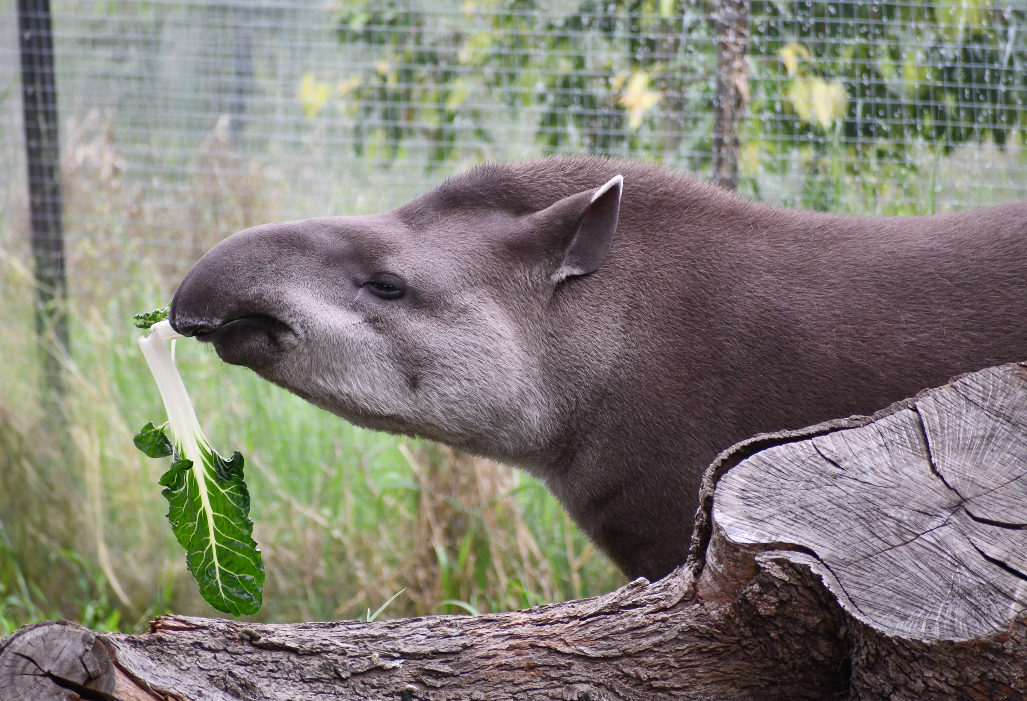 Brazilian Tapir