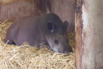 Brazilian tapir