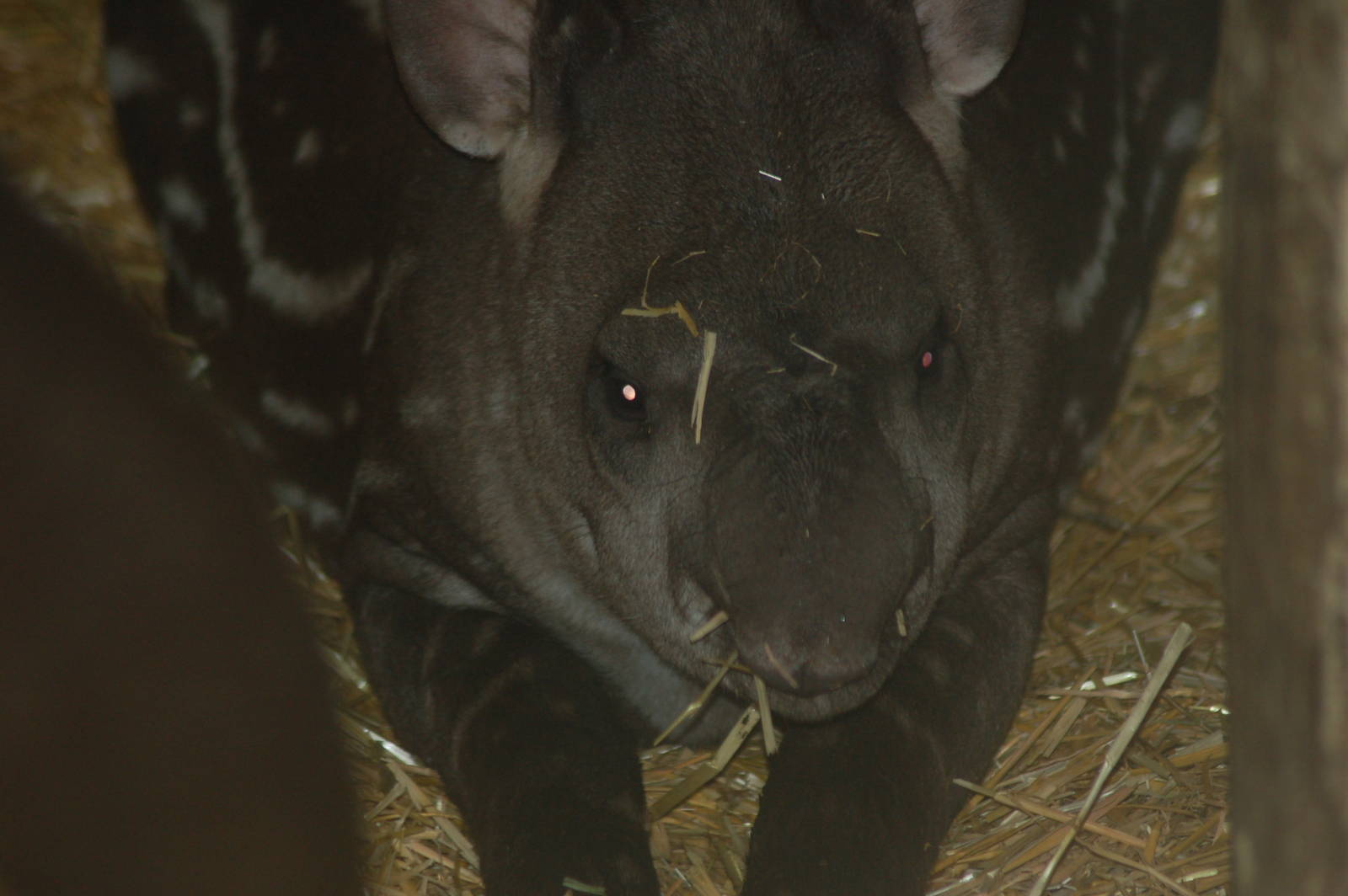 Brazilian tapir