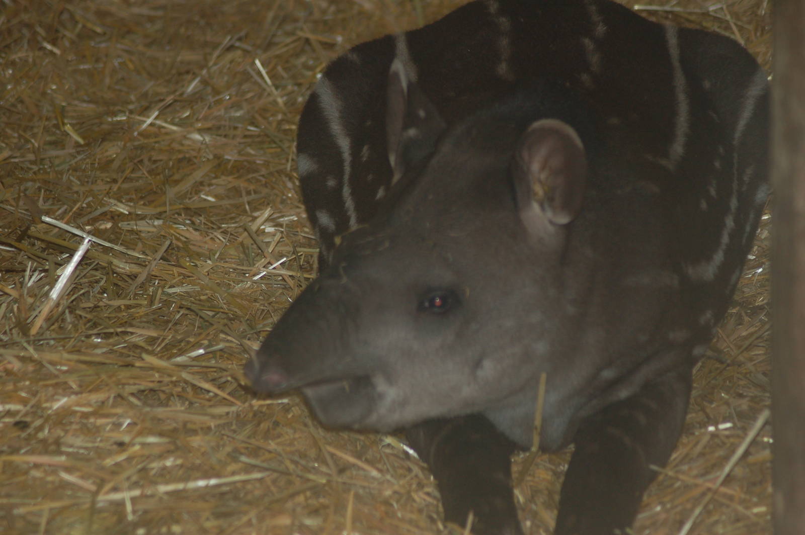 Brazilian tapir