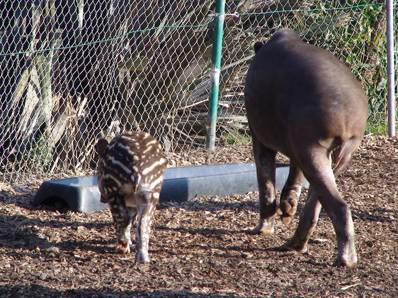 Brazilian tapir