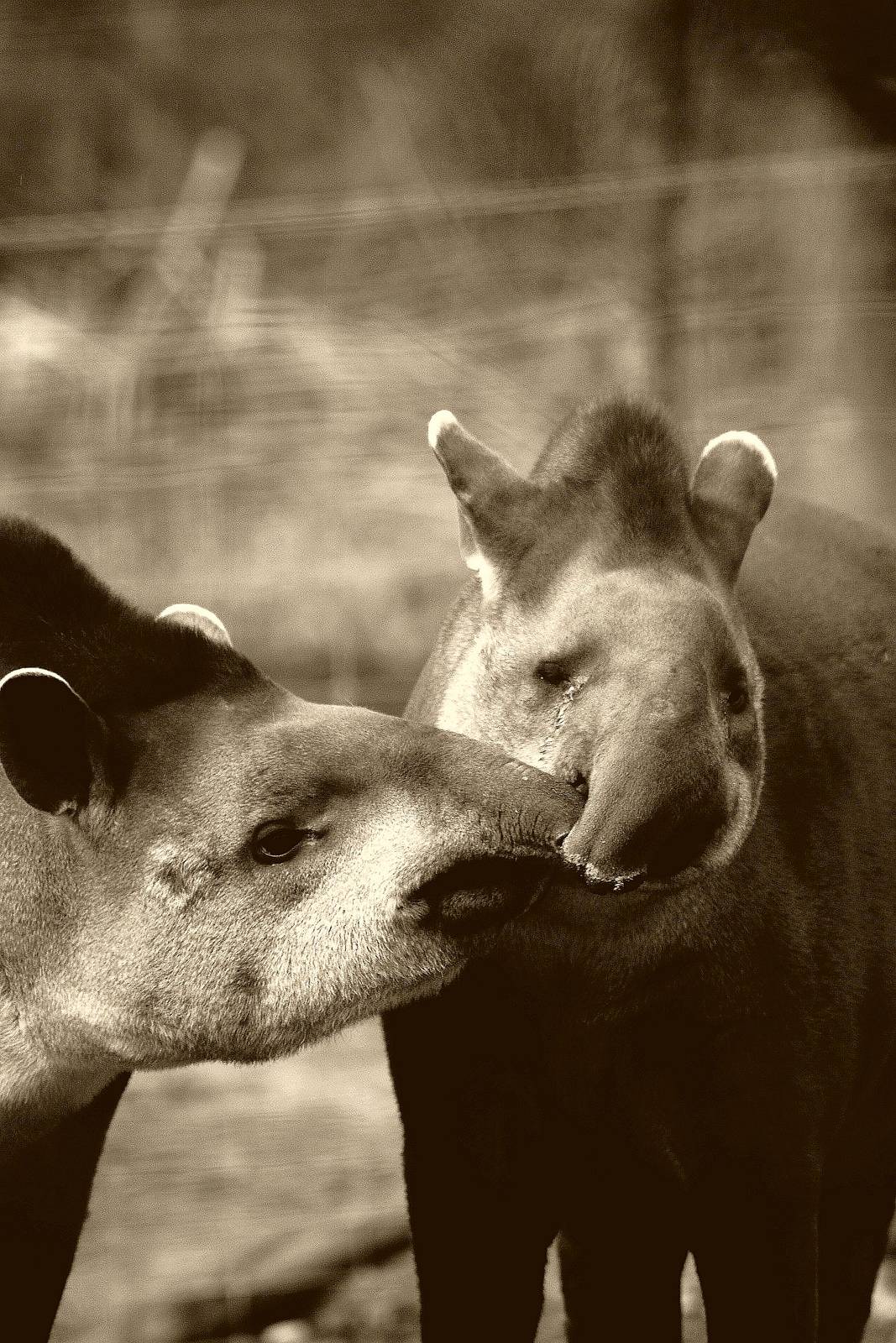 Brazilian Tapir
