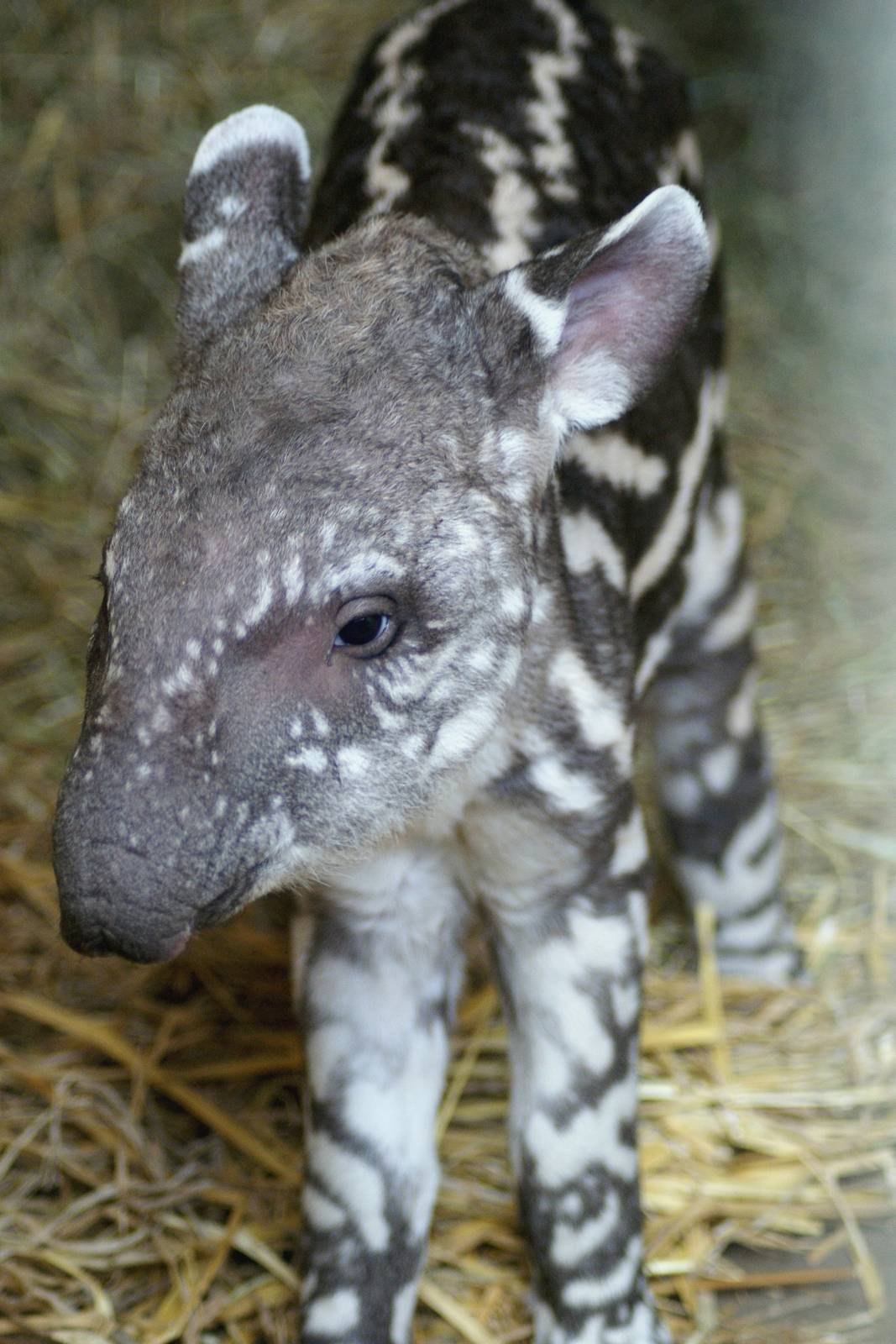 Brazilian Tapir