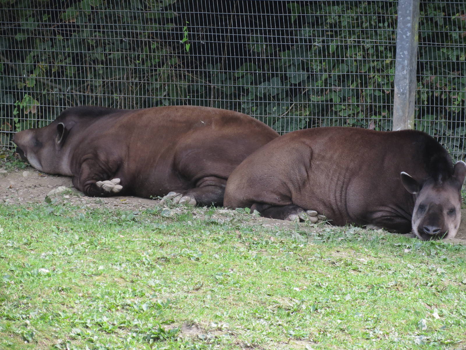 Brazilian Tapirs 170916