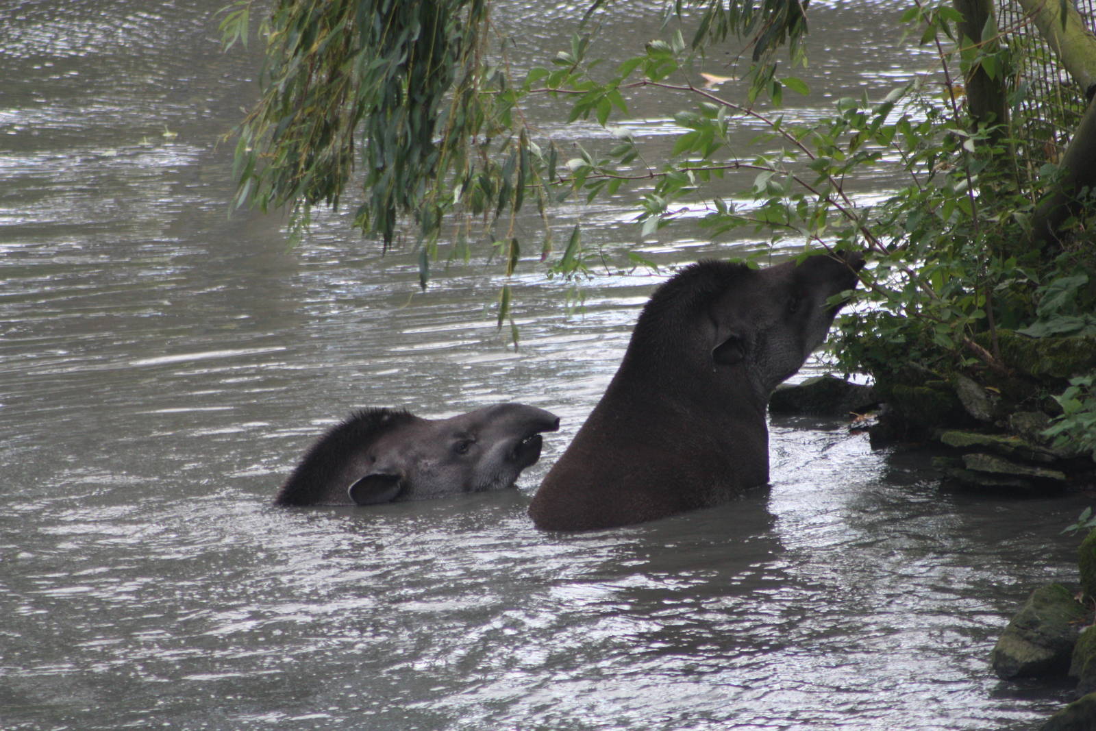 Brazilian Tapirs, 27th October 2014