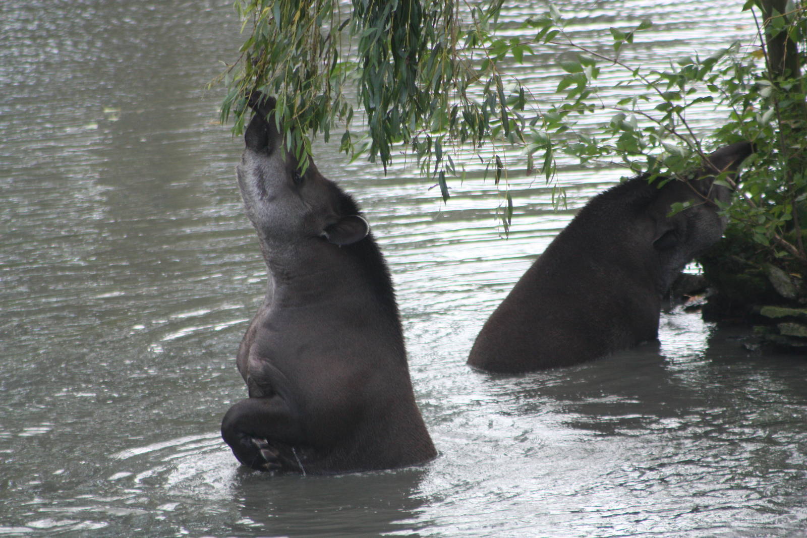 Brazilian Tapirs, 27th October 2014