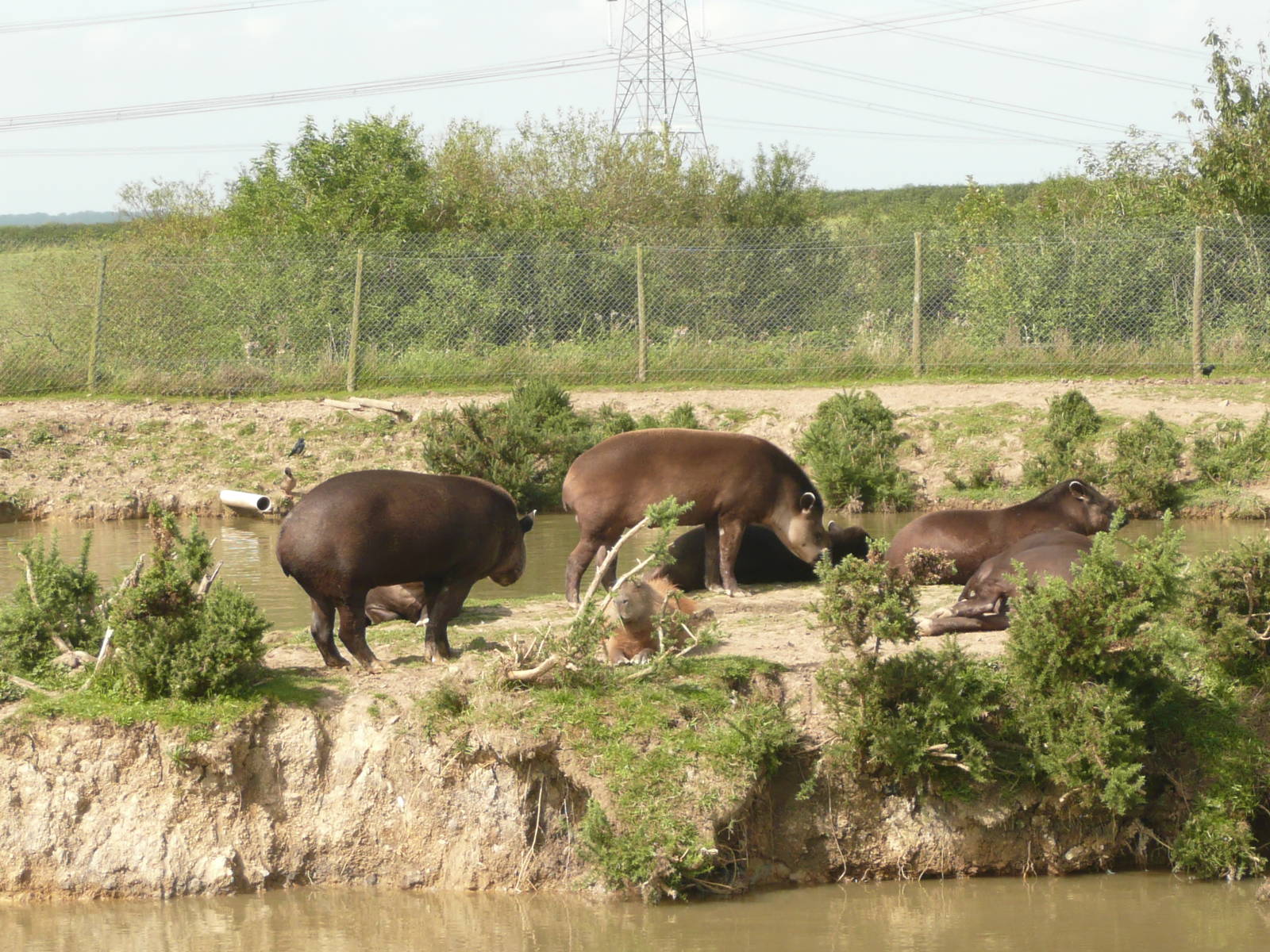 Brazilian tapirs and capybara on island