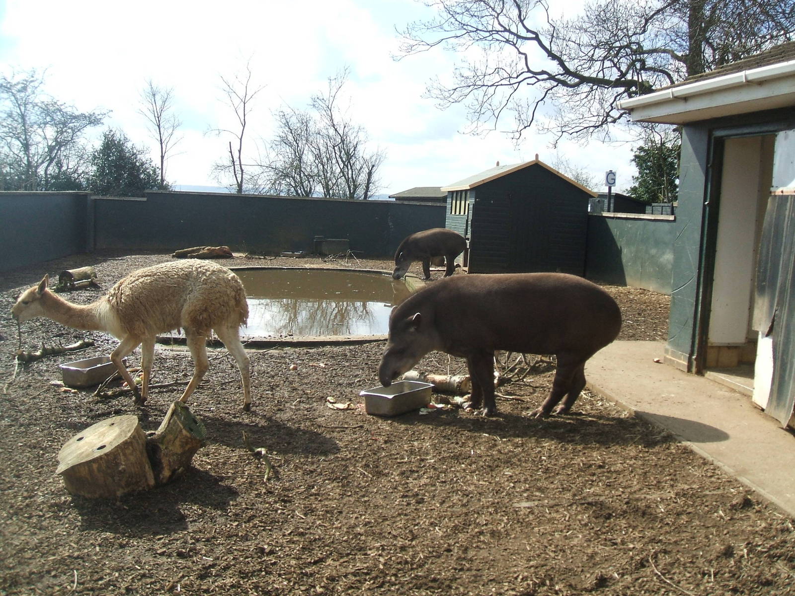 Brazilian Tapirs and Vicuna at Twycross