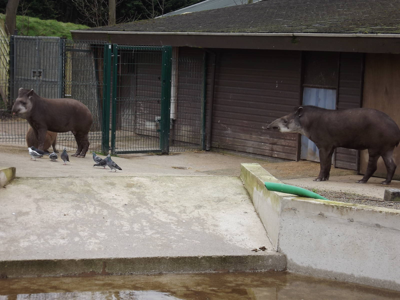 Brazilian Tapirs at Blackpool Zoo 11/03/12