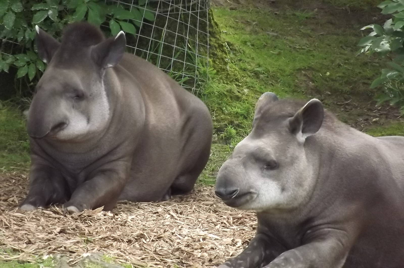 Brazilian Tapirs at Blackpool Zoo 14/07/12