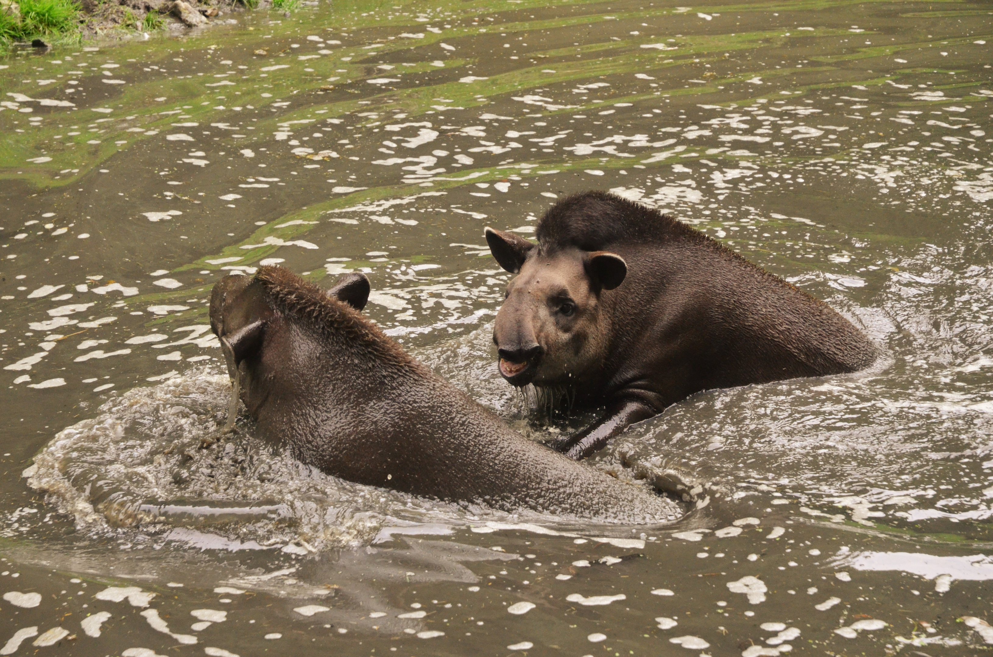 Brazilian Tapirs at CERZA, 10/06/18