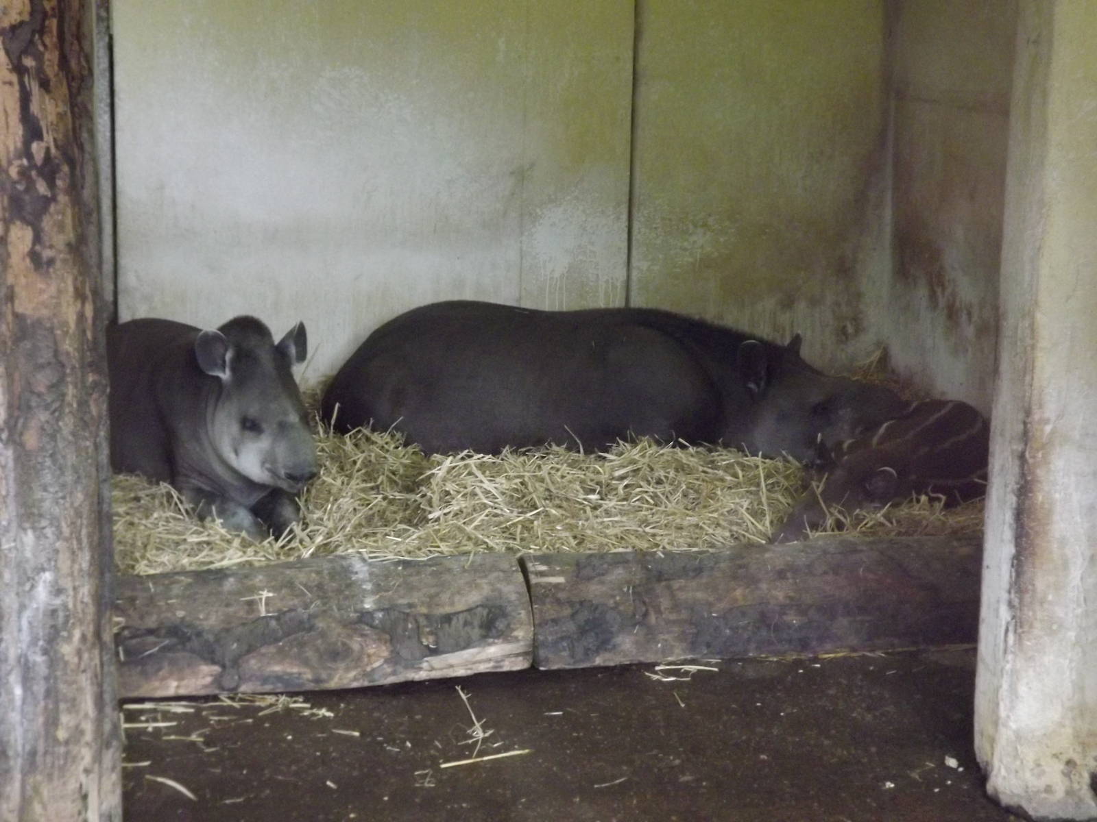 Brazilian Tapirs at Chester Zoo 31/03/12