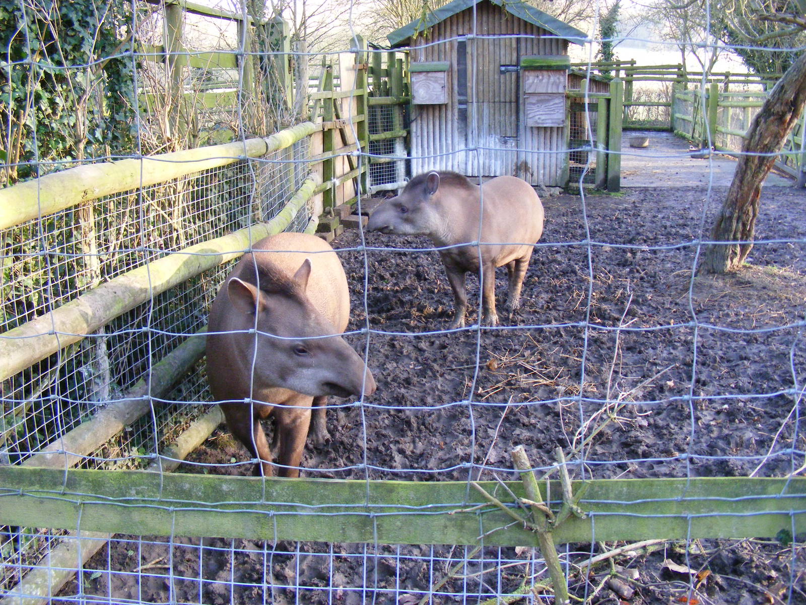 Brazilian tapirs at Howletts Wild Animal Park, 12 February 2011