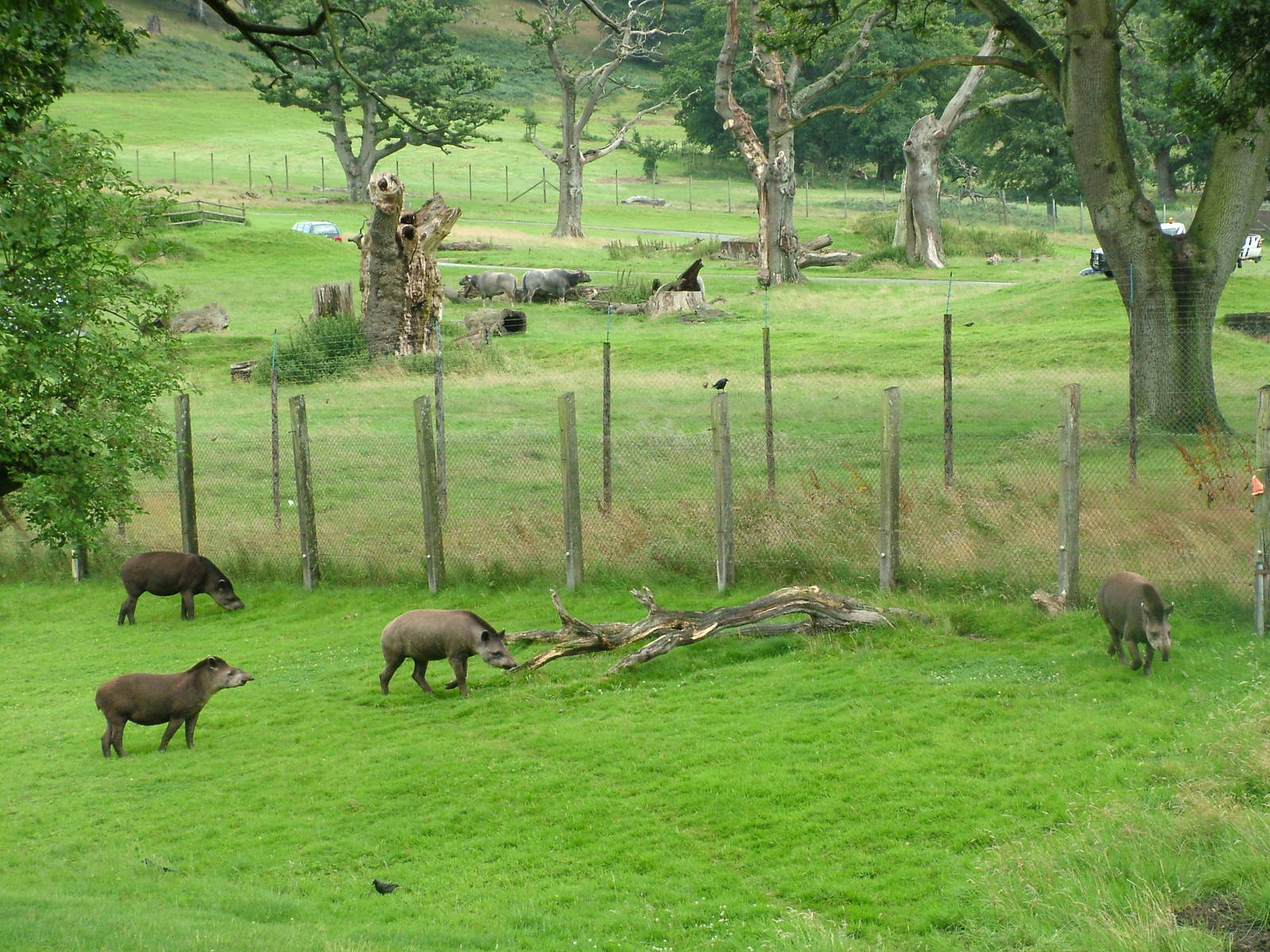 Brazilian Tapirs at Longleat August 2008